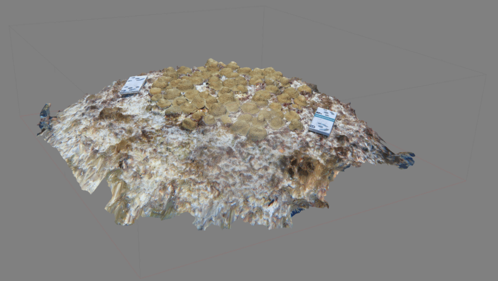 3D model of a coral restoration site featuring rows of transplanted corals and two scale reference markers placed on the substrate.